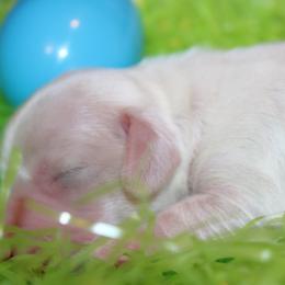 Dachshund Puppies from Lee’s Legendary Lines