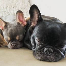French Bulldogs from Edna's Frenchies