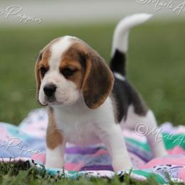AKC 'Shortcake' - Black tan and white female Beagle puppy in Lamar, Missouri from Marti Acres ~ Boston Terrier & Beagles
