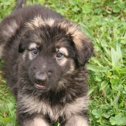 Shiloh Shepherd Puppies from Solace Shilohs