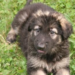 Shiloh Shepherd Puppies from Solace Shilohs
