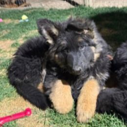 Girl 2 - Black and red German Shepherd puppy in Quincy, Washington from Sir Puente German Shepherds