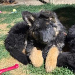Girl 2 - Black and red German Shepherd puppy in Quincy, Washington from Sir Puente German Shepherds