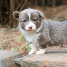 American Corgi, Cardigan Welsh Corgi, and Pembroke Welsh Corgi Puppies from Diamond Corgis