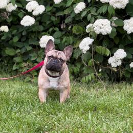 Streets Bizzy - Fawn brindle and white female French Bulldog puppy in Hopkins, Missouri from Mowry Creek Mini Aussiedoodles and More