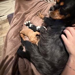 Cavalier King Charles Spaniel Puppies from 5dubs Cavaliers