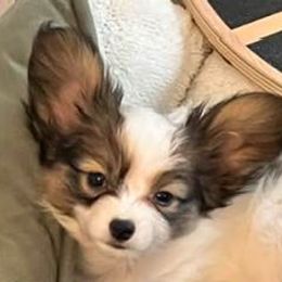 Waffles - White and red male Papillon puppy in Portland, Oregon from Deragon Papillons