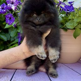 Penelope - Black and tan female Pomeranian puppy in Fort Collins, Colorado from Gempoms