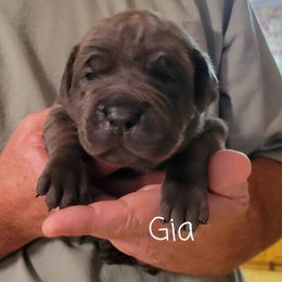 Cane Corso Puppies from Samantha Jackson