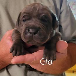 Cane Corso Puppies from Samantha Jackson