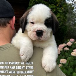 Yellow Collar - Brown and white male Saint Bernard puppy in New York from Johnson Farms