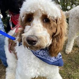 Willow  - Goldendoodle