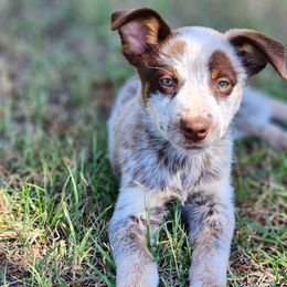 Australian Cattle Dogs from Lazy I Cattle Dogs