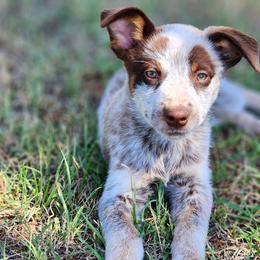Australian Cattle Dogs from Lazy I Cattle Dogs