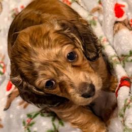 Fiona - Brindle female Dachshund puppy in Goleta, California from CBOO Doxies