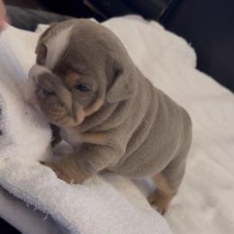 Casper - Lilac tri-color male Bulldog puppy in South Gate, California from Creations Bulldogs