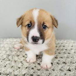 Aragorn - Red male Pembroke Welsh Corgi puppy in Aumsville, Oregon from West Coast Corgi