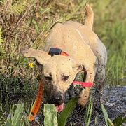 String-Bean - Black Mouth Cur