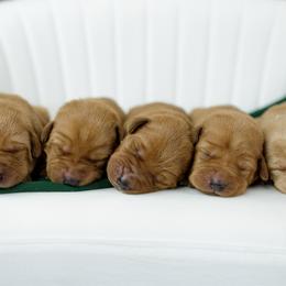 Labrador Retriever puppies from UC Labradors LLC