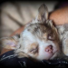 Boy 1 - male Chihuahua puppy in Mills River, North Carolina from Chosen Chihuahuas