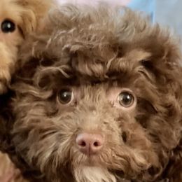 Cockapoos, Goldendoodles, and Poodles from Graceful Doodles and Poodles LLC