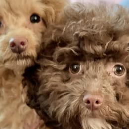 Cockapoos, Goldendoodles, and Poodles from Graceful Doodles and Poodles LLC