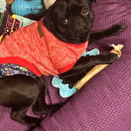 Vader - Pug
