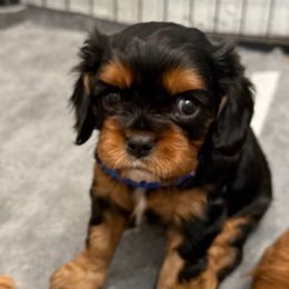 Fili (blue collar) - Black and tan male Cavalier King Charles Spaniel puppy in Ocala, Florida from Ray of Sunshine Spaniels LLC