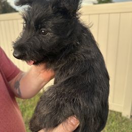 Snickerdoodle - Red brindle male Scottish Terrier puppy in Eagle Lake, Florida from Its Scot To Be Love Scotties