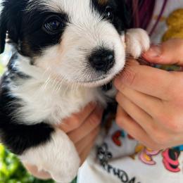 Lola - Black & white female Toy Australian Shepherd puppy in Brentwood, California from Itty Bitty Aussies