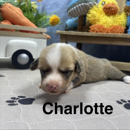 Charlotte - Red female Pembroke Welsh Corgi puppy in Apison, Tennessee from Ashmore Corgis