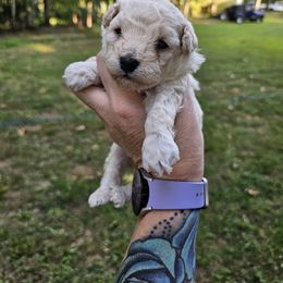 Brown collar male - Cream male Poodle puppy in Stuart, Virginia from Pine Ridge Kennels