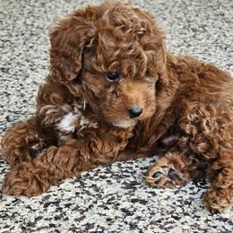 Goldendoodle Puppies from We R Mini Doodles