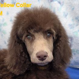 Yellow Collar Male - Parti male Poodle puppy in Round Lake, Illinois from Heather's Poodles