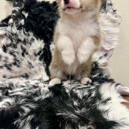 Pembroke Welsh Corgi Puppies from The King’s Corgis