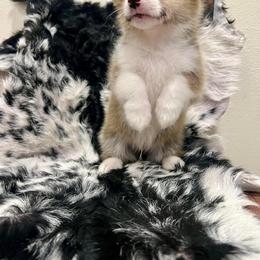 Pembroke Welsh Corgi Puppies from The King’s Corgis