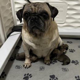 Fawn Boy 1 - Fawn male Pug puppy in Hemet, California from Greek God Pugs