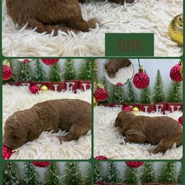 Aspen - Red  male Goldendoodle puppy in Wayland, New York from Loris Pampered Pooches💕