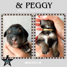 And Peggy (Yellow collar) - Phantom female Bernedoodle puppy in Boiling Springs, South Carolina from OlliePups, LLC