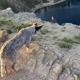 Australian Cattle Dog Puppies from Adcock Ranch Cattle Dogs
