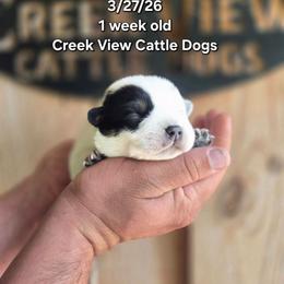 Boy 1 - Blue mottled male Australian Cattle Dog puppy in Monroe, North Carolina from Creek View Cattle Dogs