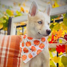 Mink - Merle female Pomsky puppy in Greenville, South Carolina from Thicketty Mountain Pomskies