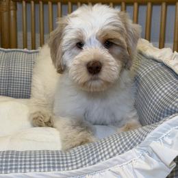 Lola - Caramel cream female Australian Labradoodle puppy in Valley Springs, California from Blue Denim Doodles