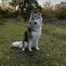 Misa - Siberian Husky