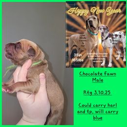 Great Dane Puppies from LakeSide Danes