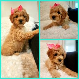 Goldendoodle Puppies from KK's Doodle Bunch