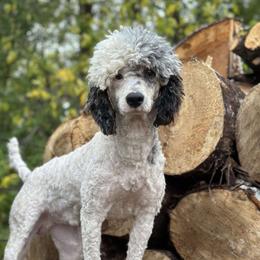 Billy - Poodle