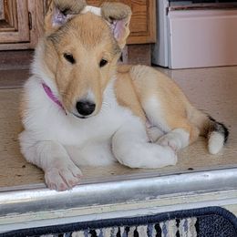 Collie Puppies from Qualteri Collies
