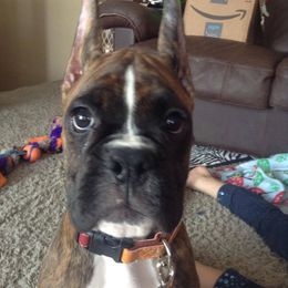 Boxer Puppies from Vintage Boxers