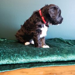 Bernedoodle Puppies from Badlands Bernedoodles